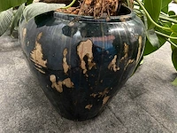 4x plant met pot - hydro cultuur - afbeelding 8 van  10