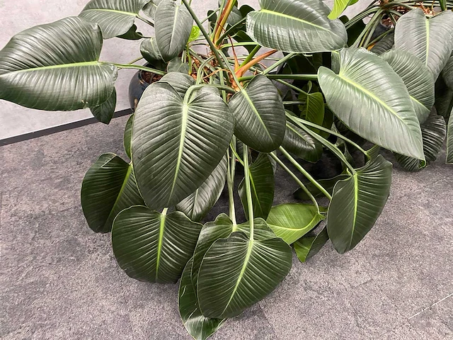 4x plant met pot - hydro cultuur - afbeelding 9 van  10