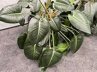 4x plant met pot - hydro cultuur - afbeelding 9 van  10