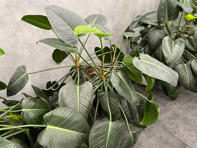 4x plant met pot - hydro cultuur - afbeelding 10 van  10