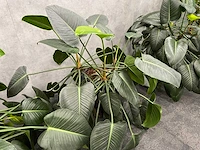 4x plant met pot - hydro cultuur - afbeelding 10 van  10