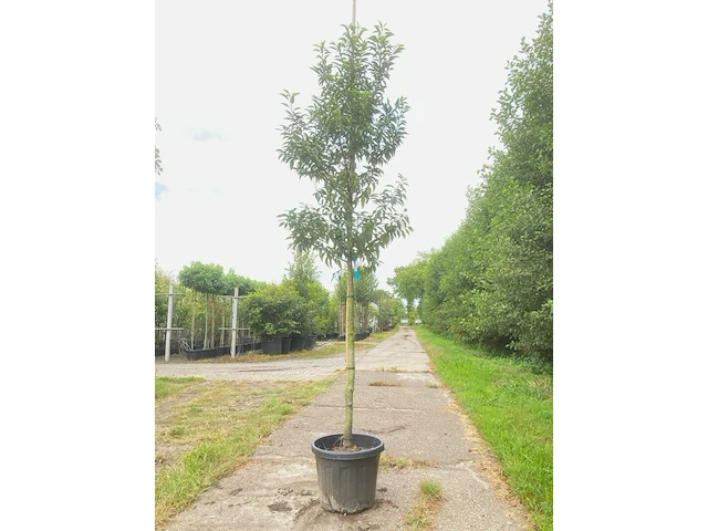 4x portugese laurier prunus 'angustifolia', leigeschikt, wintergroen, ca. 3-4 m hoog - afbeelding 1 van  4