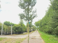 4x portugese laurier prunus 'angustifolia', leigeschikt, wintergroen, ca. 3-4 m hoog - afbeelding 1 van  4
