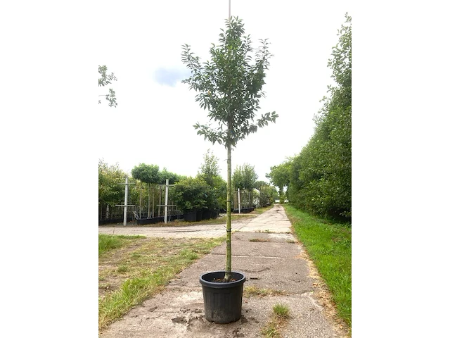 4x portugese laurier prunus 'angustifolia', leigeschikt, wintergroen, ca. 3-4 m hoog - afbeelding 2 van  4