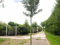 4x portugese laurier prunus 'angustifolia', leigeschikt, wintergroen, ca. 3-4 m hoog - afbeelding 2 van  4