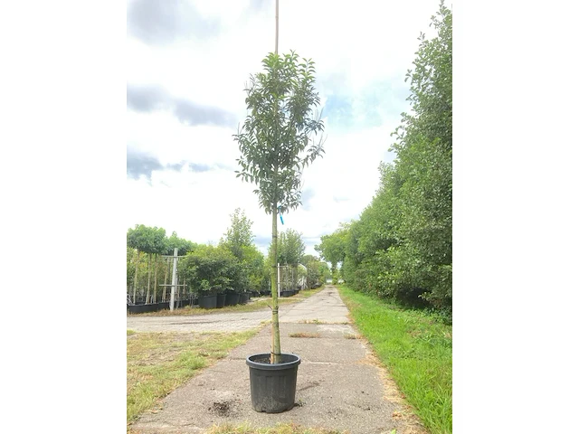 4x portugese laurier prunus 'angustifolia', leigeschikt, wintergroen, ca. 3-4 m hoog - afbeelding 3 van  4