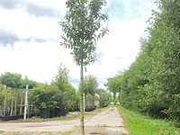 4x portugese laurier prunus 'angustifolia', leigeschikt, wintergroen, ca. 3-4 m hoog - afbeelding 3 van  4