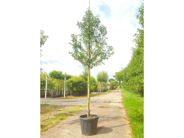 4x portugese laurier prunus 'angustifolia', leigeschikt, wintergroen, ca. 3-4 m hoog - afbeelding 4 van  4