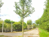4x portugese laurier prunus 'angustifolia', leigeschikt, wintergroen, ca. 3-4 m hoog - afbeelding 4 van  4
