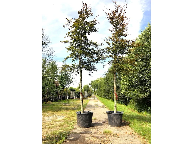 4x rode beuk fagus 'atropunicea', roodbladig, ca. 4 m hoog - afbeelding 1 van  2