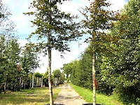 4x rode beuk fagus 'atropunicea', roodbladig, ca. 4 m hoog - afbeelding 1 van  2