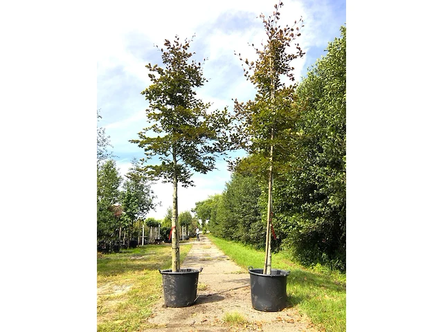 4x rode beuk fagus 'atropunicea', roodbladig, ca. 4 m hoog - afbeelding 2 van  2