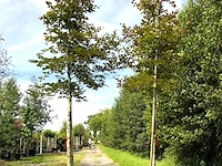 4x rode beuk fagus 'atropunicea', roodbladig, ca. 4 m hoog - afbeelding 2 van  2