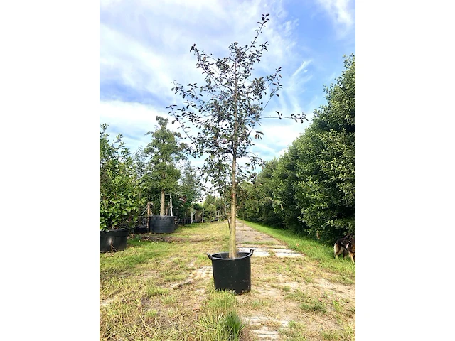 4x sierappel malus 'royalty', bloesemboom, dieprode sierappels, ca. 3 m hoog - afbeelding 1 van  5