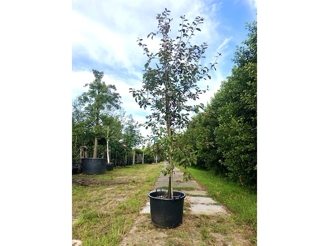 4x sierappel malus 'royalty', bloesemboom, dieprode sierappels, ca. 3 m hoog - afbeelding 2 van  5