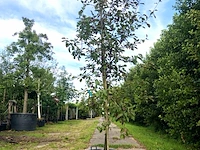 4x sierappel malus 'royalty', bloesemboom, dieprode sierappels, ca. 3 m hoog - afbeelding 2 van  5