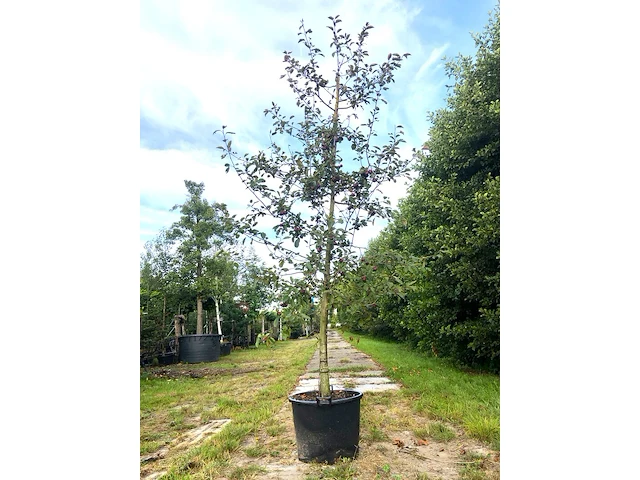 4x sierappel malus 'royalty', bloesemboom, dieprode sierappels, ca. 3 m hoog - afbeelding 3 van  5