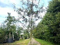 4x sierappel malus 'royalty', bloesemboom, dieprode sierappels, ca. 3 m hoog - afbeelding 3 van  5