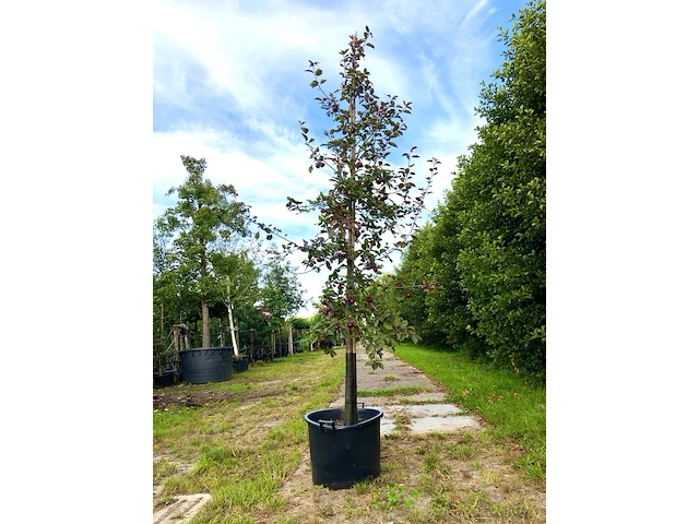 4x sierappel malus 'royalty', bloesemboom, dieprode sierappels, ca. 3 m hoog - afbeelding 4 van  5