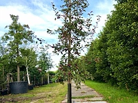 4x sierappel malus 'royalty', bloesemboom, dieprode sierappels, ca. 3 m hoog - afbeelding 4 van  5