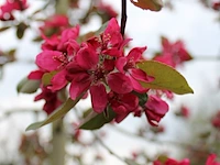 4x sierappel malus 'royalty', bloesemboom, dieprode sierappels, ca. 3 m hoog - afbeelding 5 van  5