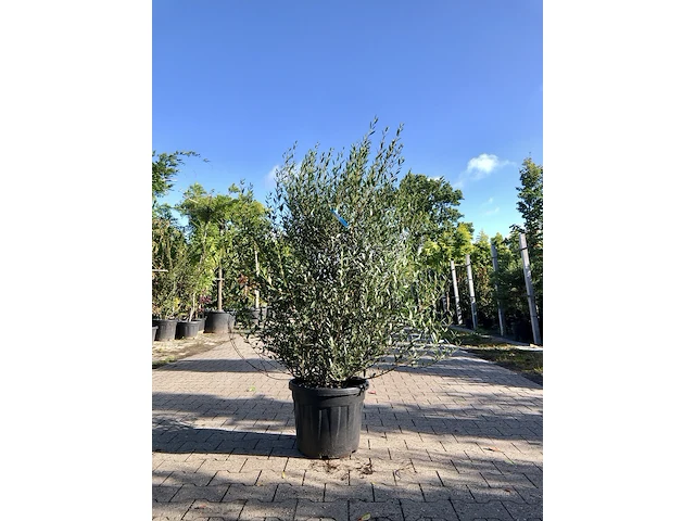 4x steenlinde phillyrea angustifolia, haagplant, wintergroen, ca. 125 cm - afbeelding 1 van  2