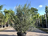 4x steenlinde phillyrea angustifolia, haagplant, wintergroen, ca. 125 cm - afbeelding 1 van  2