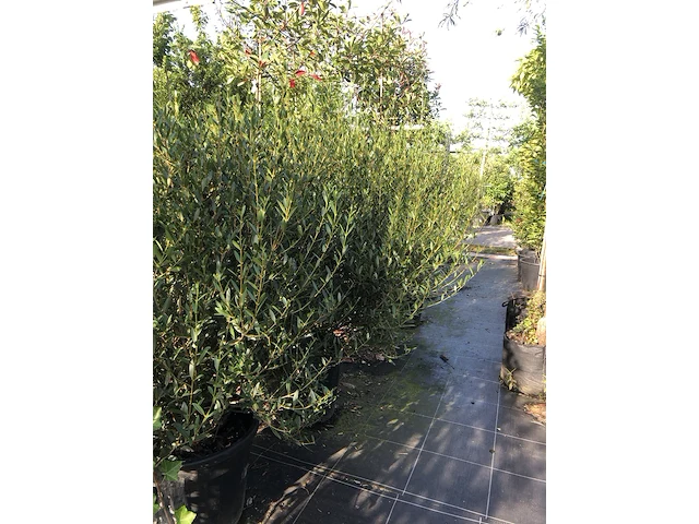 4x steenlinde phillyrea angustifolia, haagplant, wintergroen, ca. 125 cm - afbeelding 2 van  2