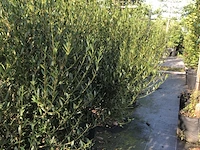 4x steenlinde phillyrea angustifolia, haagplant, wintergroen, ca. 125 cm - afbeelding 2 van  2