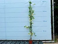 4x toscaanse jasmijn 180/200 cm - afbeelding 1 van  1