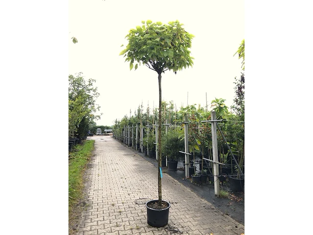 4x trompetboom catalpa 'nana', bolboom, ca. 220 cm stamhoogte - afbeelding 2 van  4
