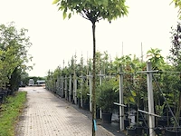 4x trompetboom catalpa 'nana', bolboom, ca. 220 cm stamhoogte - afbeelding 2 van  4
