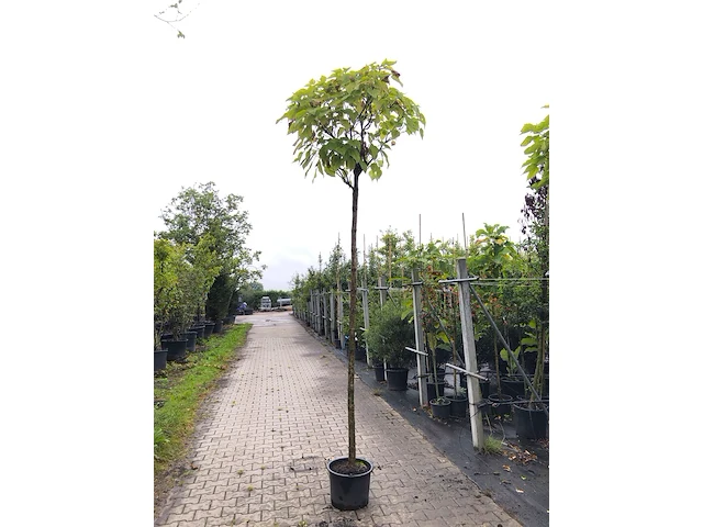 4x trompetboom catalpa 'nana', bolboom, ca. 220 cm stamhoogte - afbeelding 3 van  4