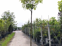 4x trompetboom catalpa 'nana', bolboom, ca. 220 cm stamhoogte - afbeelding 3 van  4
