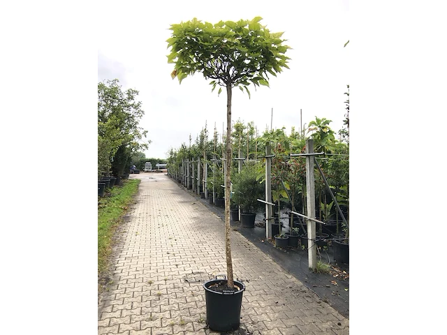4x trompetboom catalpa 'nana', bolboom, ca. 220 cm stamhoogte - afbeelding 4 van  4