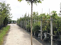 4x trompetboom catalpa 'nana', bolboom, ca. 220 cm stamhoogte - afbeelding 4 van  4