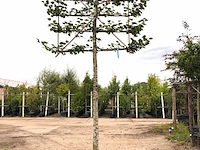 4x winterlinde tilia cordata, leiboom, ca. 200 cm stamhoogte - afbeelding 1 van  3