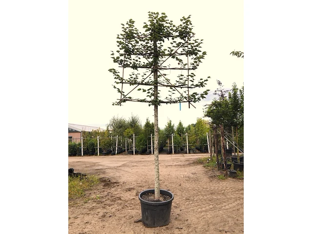 4x winterlinde tilia cordata, leiboom, ca. 200 cm stamhoogte - afbeelding 2 van  3