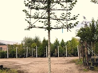 4x winterlinde tilia cordata, leiboom, ca. 200 cm stamhoogte - afbeelding 2 van  3