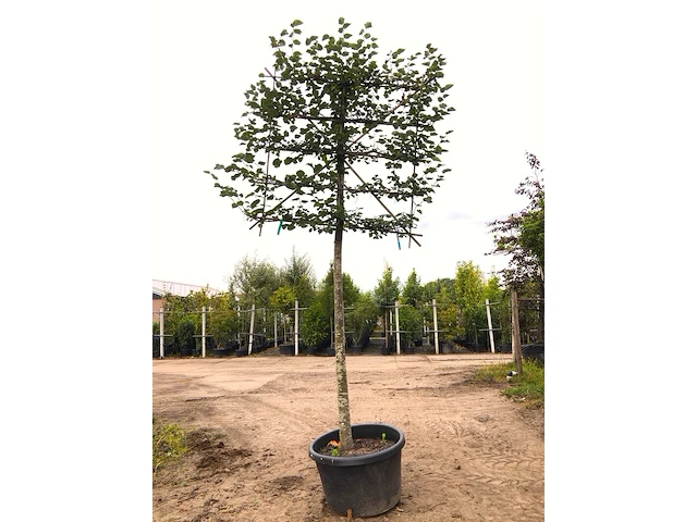 4x winterlinde tilia cordata, leiboom, ca. 200 cm stamhoogte - afbeelding 3 van  3