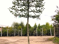 4x winterlinde tilia cordata, leiboom, ca. 200 cm stamhoogte - afbeelding 3 van  3