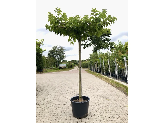 4x witte moerbei morus 'fruitless', dakboom, ca. 220 cm stamhoogte - afbeelding 1 van  4