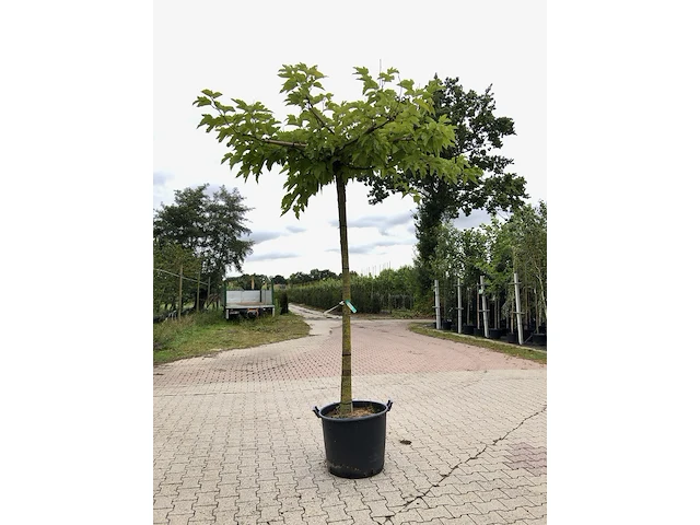 4x witte moerbei morus 'fruitless', dakboom, ca. 220 cm stamhoogte - afbeelding 2 van  4