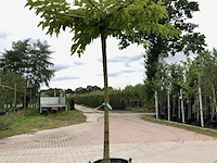 4x witte moerbei morus 'fruitless', dakboom, ca. 220 cm stamhoogte - afbeelding 2 van  4
