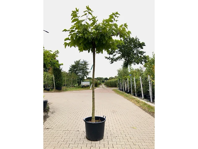 4x witte moerbei morus 'fruitless', dakboom, ca. 220 cm stamhoogte - afbeelding 3 van  4
