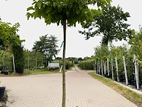 4x witte moerbei morus 'fruitless', dakboom, ca. 220 cm stamhoogte - afbeelding 3 van  4
