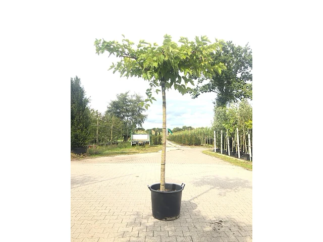 4x witte moerbei morus 'fruitless', dakboom, ca. 220 cm stamhoogte - afbeelding 4 van  4