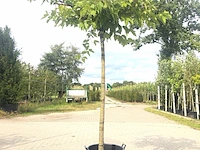 4x witte moerbei morus 'fruitless', dakboom, ca. 220 cm stamhoogte - afbeelding 4 van  4