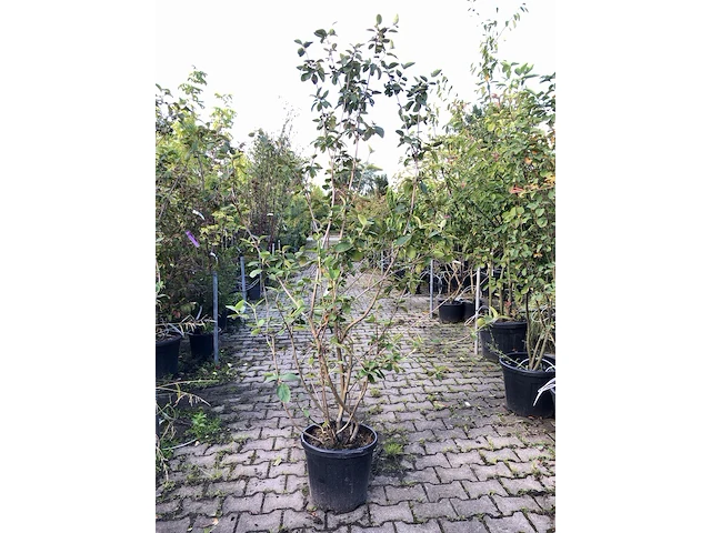 4x wollige sneeuwbal viburnum lantana, sierheester, rode herfstkleur, ca. 175 cm hoog - afbeelding 1 van  4