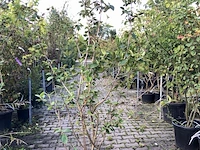 4x wollige sneeuwbal viburnum lantana, sierheester, rode herfstkleur, ca. 175 cm hoog - afbeelding 1 van  4